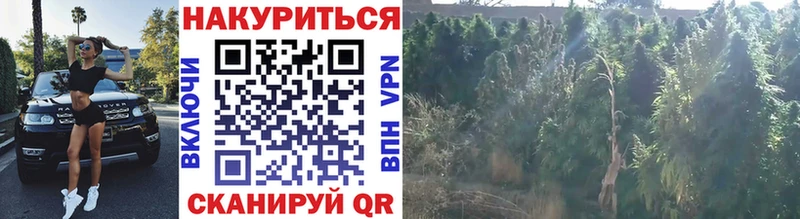 Шишки марихуана Ganja  Купить где  Волчанск 
